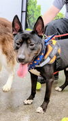 adoptable Dog in , WY named SNOOP