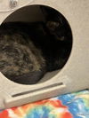 adoptable Cat in  named WANDA