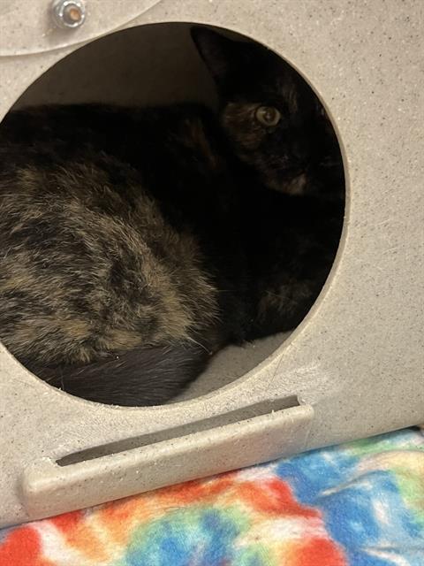 picture of the cat needing adoption