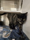adoptable Cat in , WY named WANDA