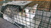 adoptable Cat in  named CHARLIE