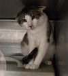 adoptable Cat in , WY named CHARLIE