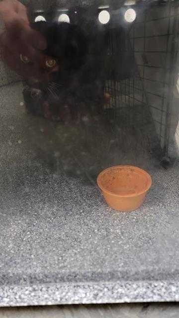 adoptable Cat in Casper, WY named POP