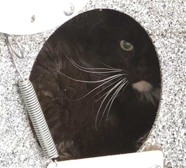 adoptable Cat in Casper, WY named POP