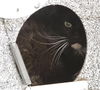 adoptable Cat in , WY named POP