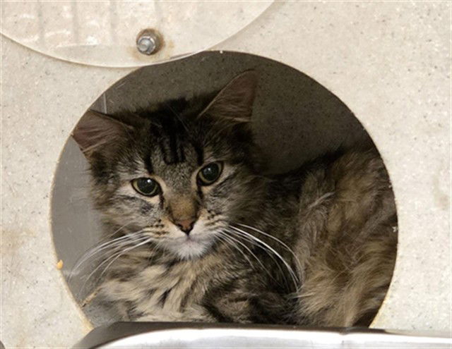 adoptable Cat in Casper, WY named AMETHYST