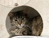 adoptable Cat in , WY named AMETHYST