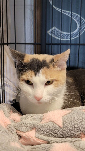adoptable Cat in Casper, WY named RUBY