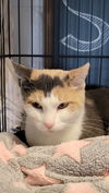 adoptable Cat in , WY named RUBY