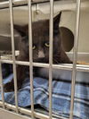 adoptable Cat in , WY named GARNET
