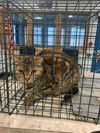 adoptable Cat in , WY named TAYLOR