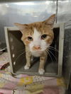 adoptable Cat in , WY named MIKE