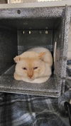 adoptable Cat in  named CABLE