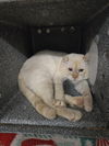 adoptable Cat in , WY named CABLE