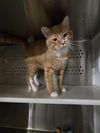 adoptable Cat in , WY named STRIPES