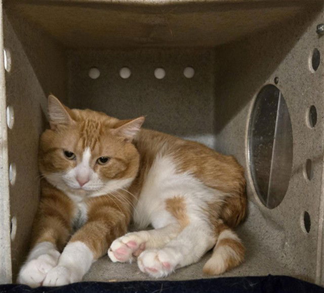 adoptable Cat in Casper, WY named MARLIN