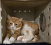 adoptable Cat in , WY named MARLIN