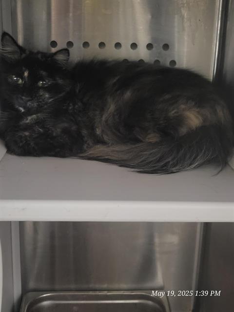 adoptable Cat in Casper, WY named KP