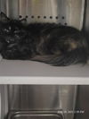 adoptable Cat in  named KP