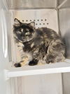 adoptable Cat in , WY named KP
