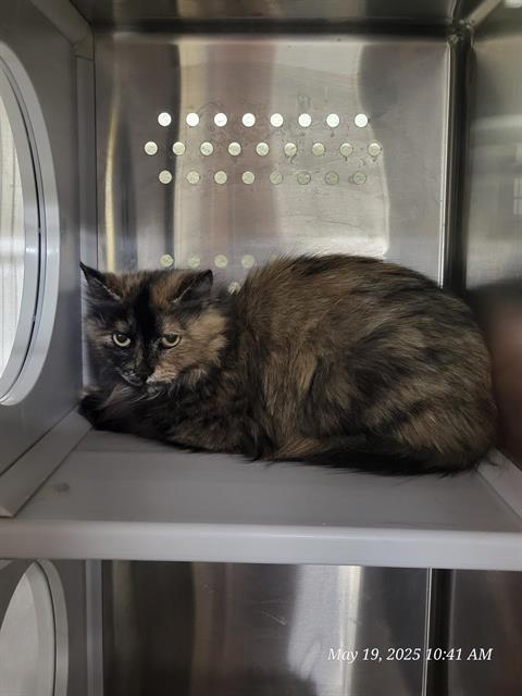 adoptable Cat in Casper, WY named VICKI