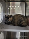 adoptable Cat in  named VICKI