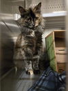 adoptable Cat in , WY named VICKI