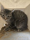 adoptable Cat in , WY named PERIDOT