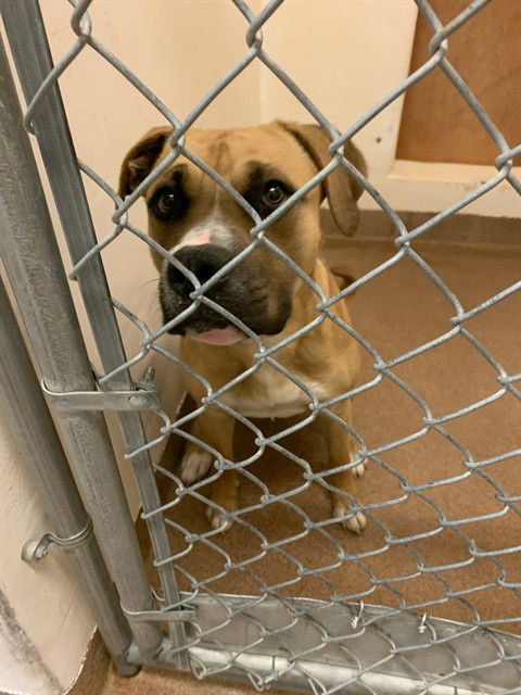 adoptable Dog in Casper, WY named BUSTER