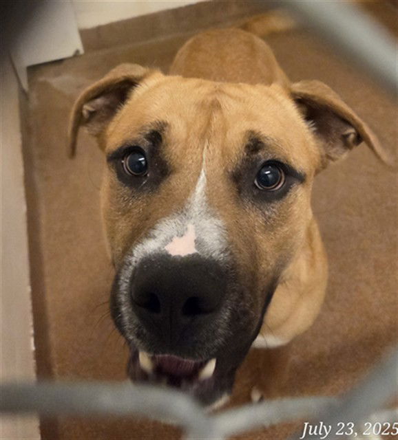 adoptable Dog in Casper, WY named BUSTER