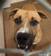 adoptable Dog in , WY named BUSTER