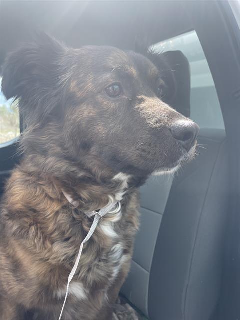 adoptable Dog in Casper, WY named ROXIE