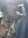 adoptable Dog in  named ROXIE