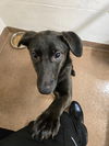 adoptable Dog in , WY named RAVEN