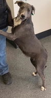 adoptable Dog in  named LILLY