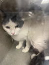 adoptable Cat in  named MOON