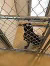 adoptable Dog in  named DAISY