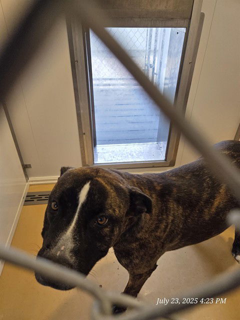 adoptable Dog in Casper, WY named DAISY