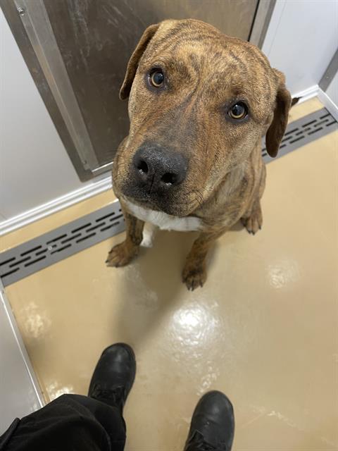 adoptable Dog in Casper, WY named STELLA