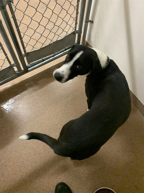 adoptable Dog in Casper, WY named GRACIE BAY