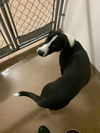 adoptable Dog in , WY named GRACIE BAY