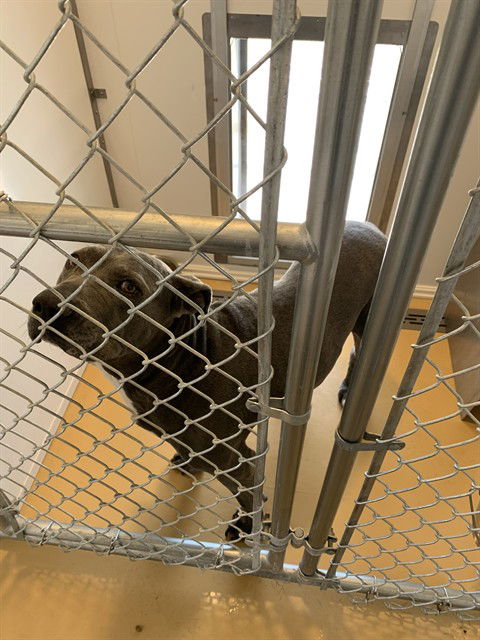 adoptable Dog in Casper, WY named AGATHA