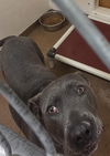 adoptable Dog in , WY named AGATHA