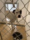 adoptable Dog in  named SPOT