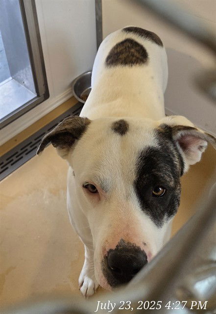 adoptable Dog in Casper, WY named SPOT