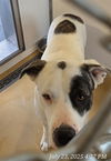 adoptable Dog in  named SPOT