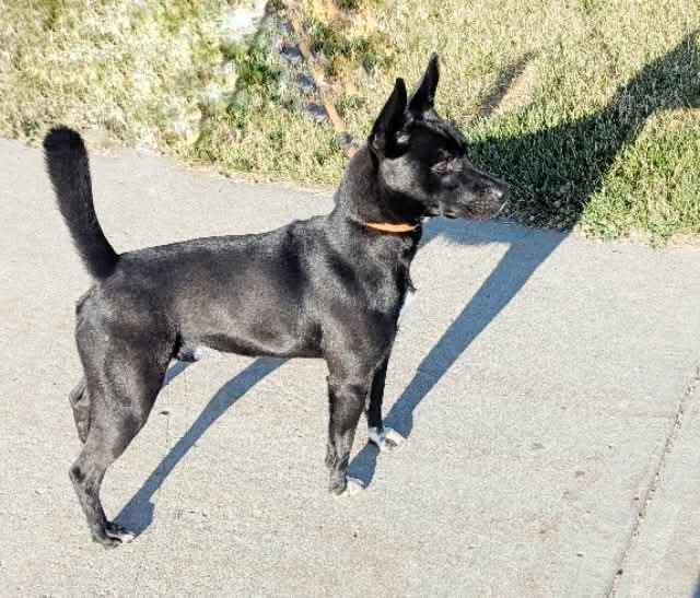 adoptable Dog in Casper, WY named TUX