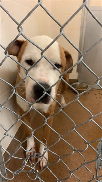adoptable Dog in Casper, WY named ROCKY
