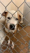 adoptable Dog in  named ROCKY