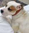 adoptable Dog in  named TRI